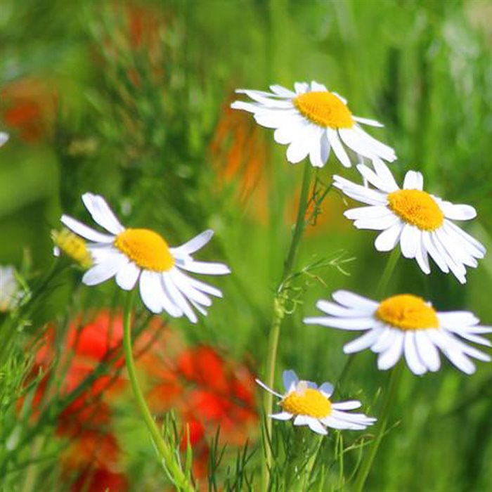 Marguerit mix